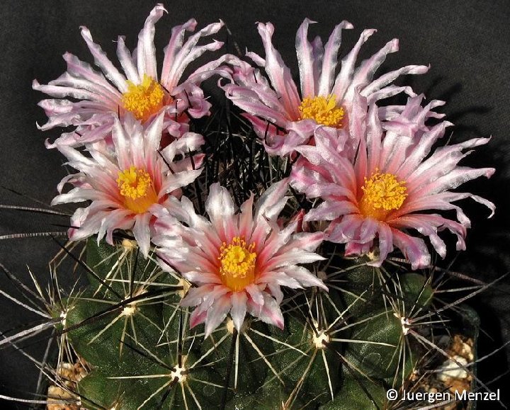 Thelocactus conothelos ssp. garciae ©Juergen Menzel coll